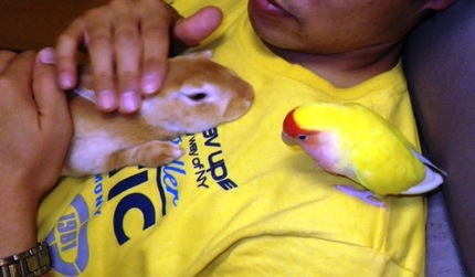 ウサギとインコのこんにちは！２...