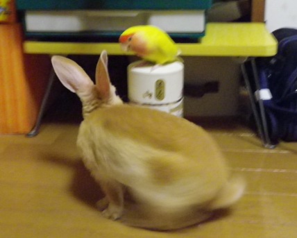 ウサギとインコのこんにちは！...