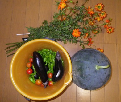 今日の収穫(スイカ)...