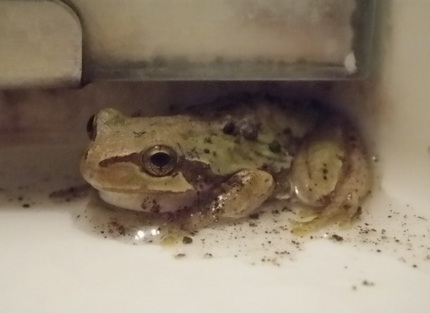 今日のお客さん(カエル)...