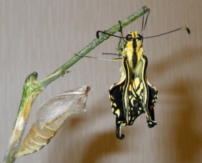 キアゲハの羽化...