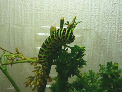 キアゲハの幼虫...