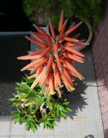アロエの花...