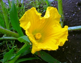 かぼちゃの花...