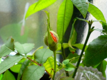 水栽培のバラの花が咲きそうです...