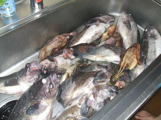 魚好きの為の写真