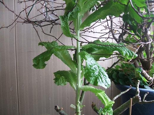 クイズこれは何の野菜？
