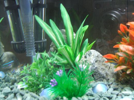 熱帯魚とおれ