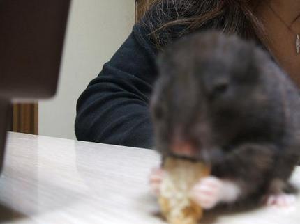 なんかぶっさいく