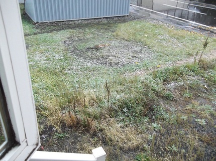 お雪！