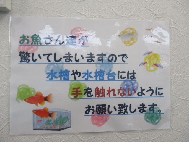 ＜魚はいつ寝るの＞