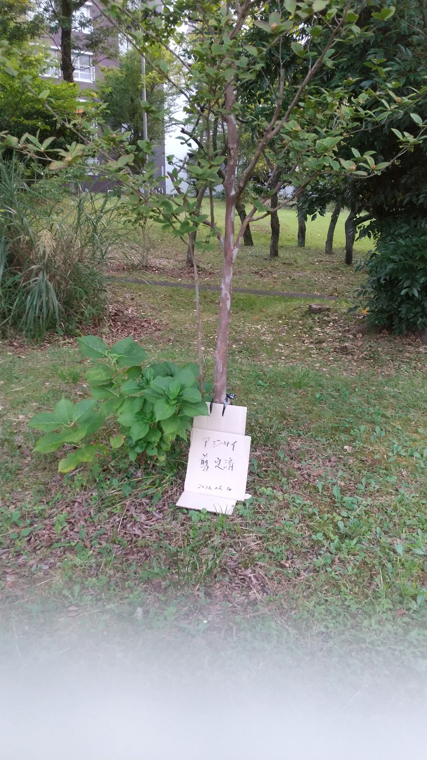 ＜植栽管理は万全＞
