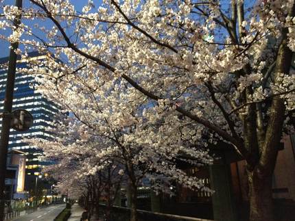 夜桜