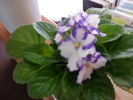 事務所のお花は、こんなにも満開...